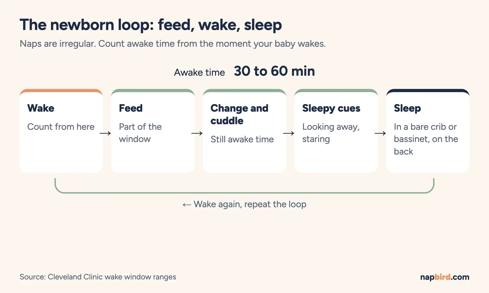 The newborn loop of feed, change, cuddle, sleepy cues and sleep, with 30 to 60 min awake in the middle