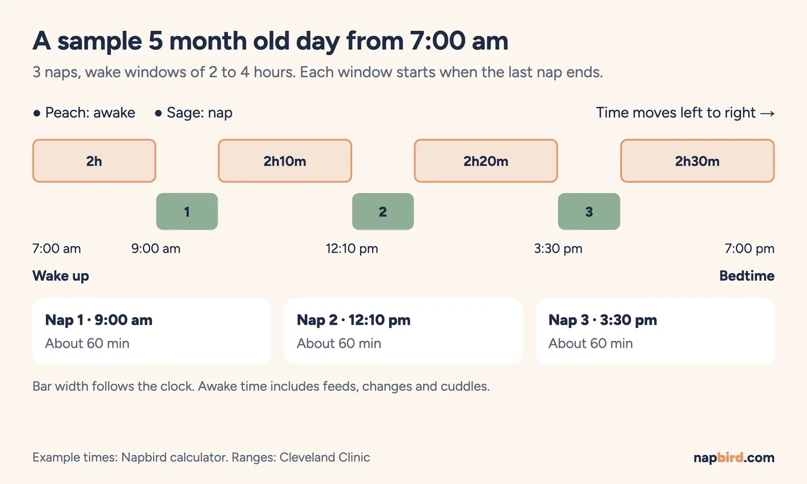 Vertical timeline of a 5 month old sample day from 7:00 am with naps at 9:00 am, 12:10 pm and 3:30 pm and bedtime at 7:00 pm
