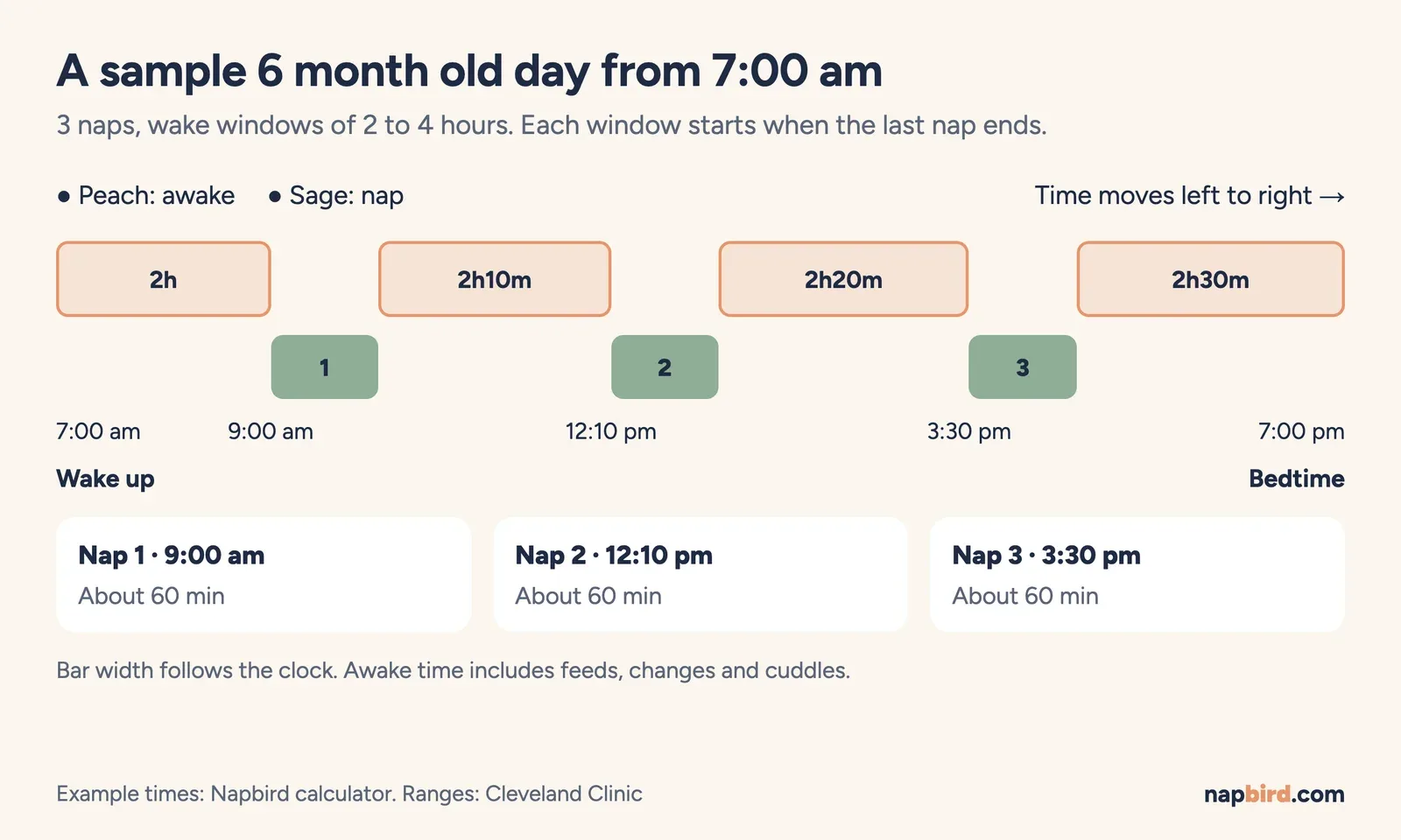 Vertical timeline of a 6 month old sleep schedule from a 7:00 am wake, showing three naps of about 60 minutes and a 7:00 pm bedtime