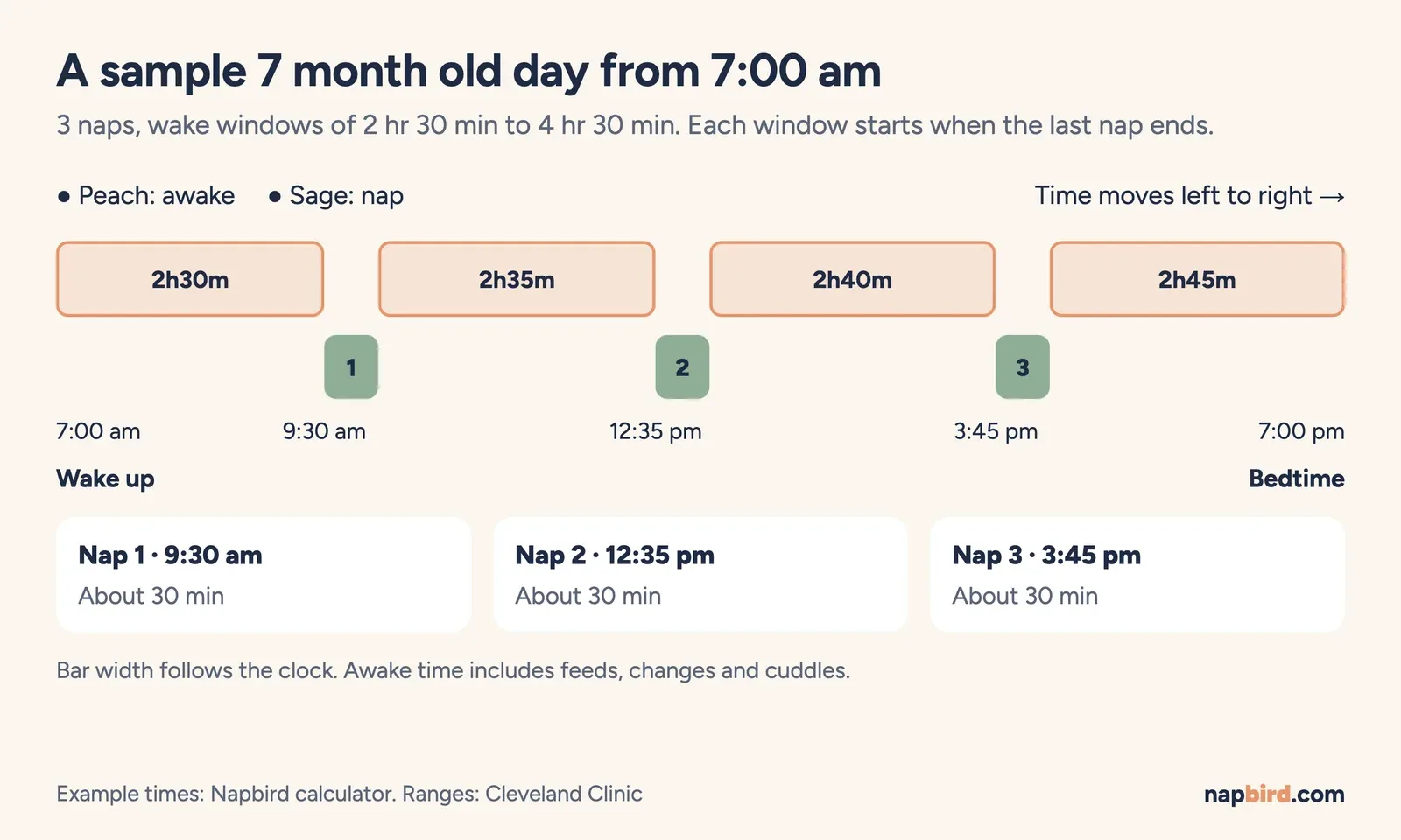 Vertical timeline of a 7 month old day from 7:00 am with three short naps at 9:30 am, 12:35 pm and 3:45 pm and bedtime at 7:00 pm