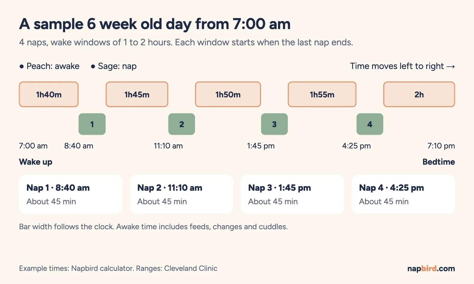 Vertical timeline of a sample 6 week old day from 7:00 am: four naps of about 45 minutes and bedtime at 7:10 pm