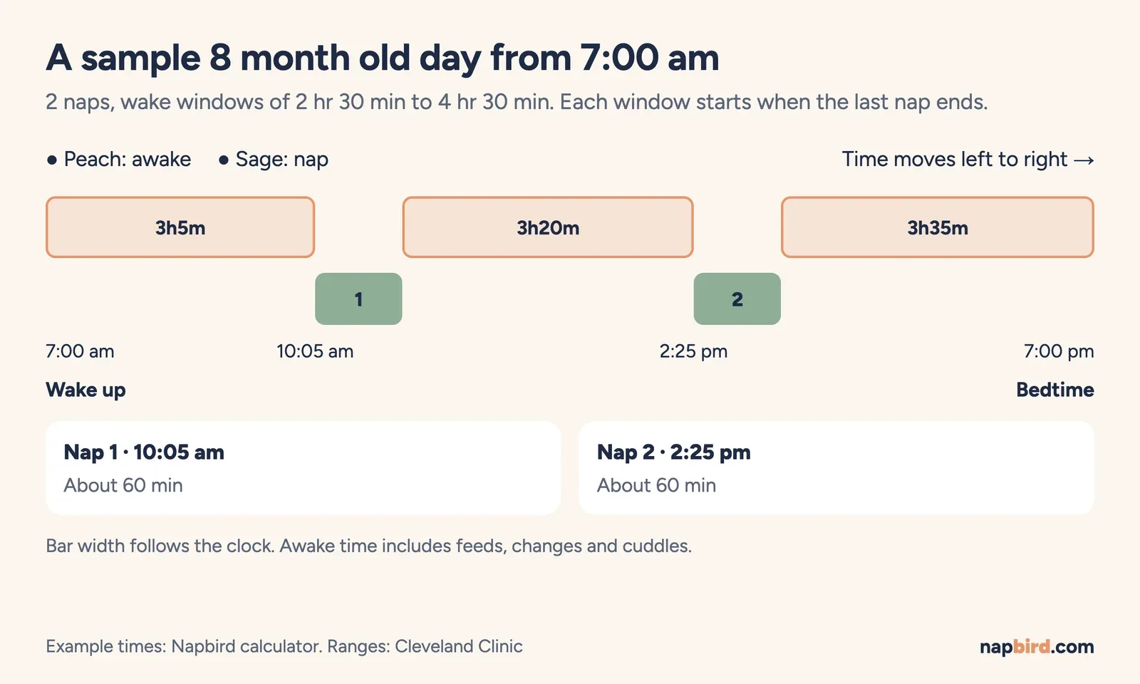 Vertical timeline of a sample 8 month old day from a 7:00 am wake, with naps at 10:05 am and 2:25 pm and a 7:00 pm bedtime